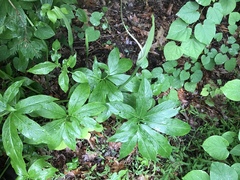 Pinellia pedatisecta