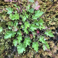 Heuchera micrantha diversifolia