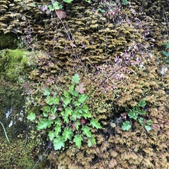 Heuchera micrantha diversifolia