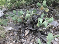 Opuntia cacanapa