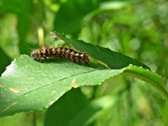 Acronicta rumicis