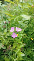 Epilobium alpestre