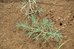 Suaeda calceoliformis