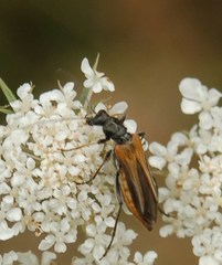 Oedemera simplex