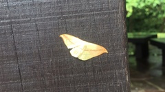 Tridrepana argentistriga