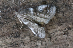 Acrobasis vaccinii
