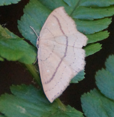 Cyclophora linearia