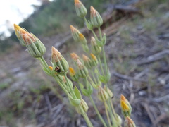 Blackstonia acuminata
