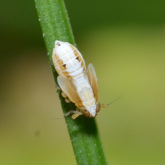 Liburniella ornata
