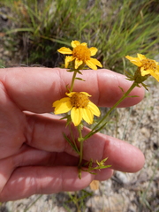 Dysodiopsis tagetoides