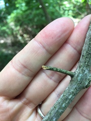 Hysterobrevium smilacis