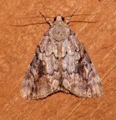 Catocala micronympha