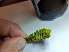 Veronica pauciramosa