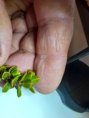 Veronica pauciramosa