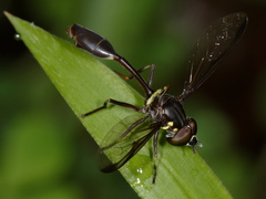 Salpingogaster