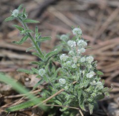 Cryptantha maritima