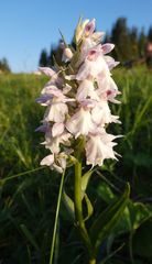Dactylorhiza majalis