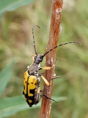 Rutpela maculata