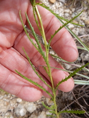 Dysodiopsis tagetoides