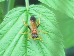 Tenthredo campestris