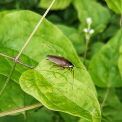 Ectobius lapponicus