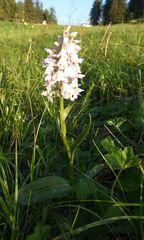 Dactylorhiza majalis