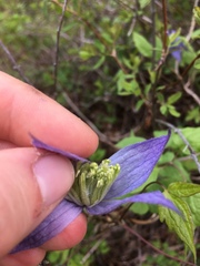 Clematis occidentalis grosseserrata