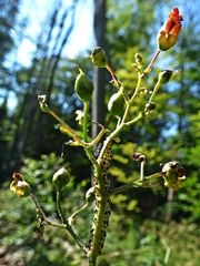 Cucullia scrophulariae