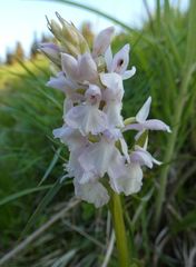 Dactylorhiza majalis