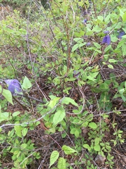 Clematis occidentalis grosseserrata