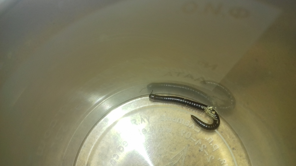 Leptoiulus proximus