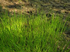 Eleocharis ovata
