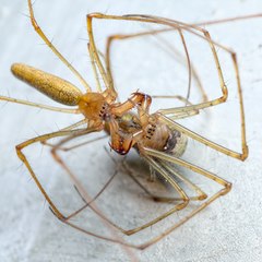 Tetragnatha montana