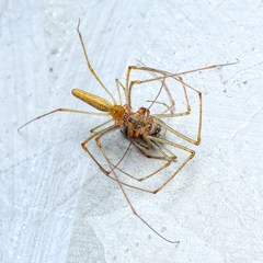 Tetragnatha montana