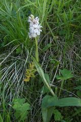Dactylorhiza majalis