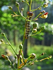 Cucullia scrophulariae