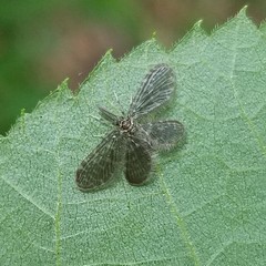 Nallachius americanus