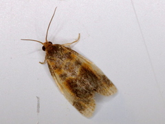 Clepsis melaleucanus