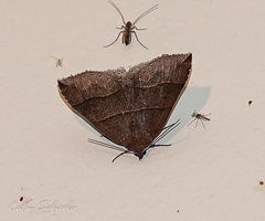 Parallelia bistriaris