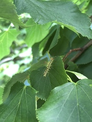 Orgyia leucostigma