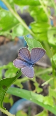 Hemiargus hanno
