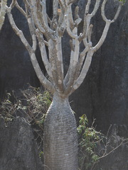 Pachypodium lamerei var. ramosum image