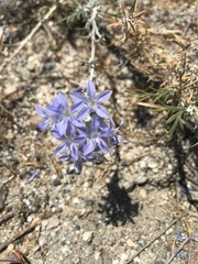Eriastrum densifolium