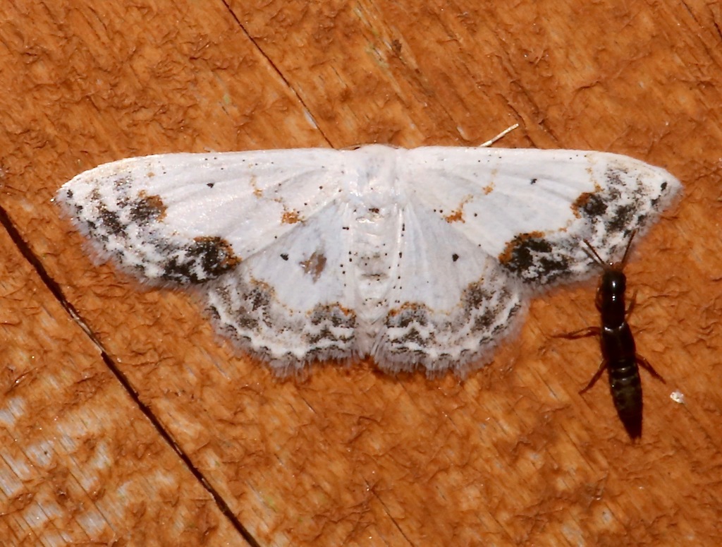 Small Frosted Wave Moth