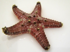 Protoreaster lincki