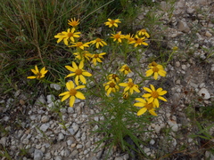 Dysodiopsis tagetoides