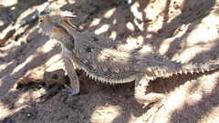Phrynosoma cerroense