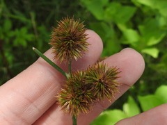 Cyperus echinatus