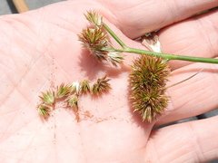 Cyperus echinatus