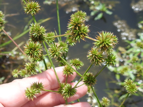 Image of Juncus validus by (c) Sam Kieschnick, some rights reserved (CC BY)